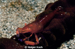 Parasitic Isopod inside the Gills of a Shrimp. by Holger Koch 